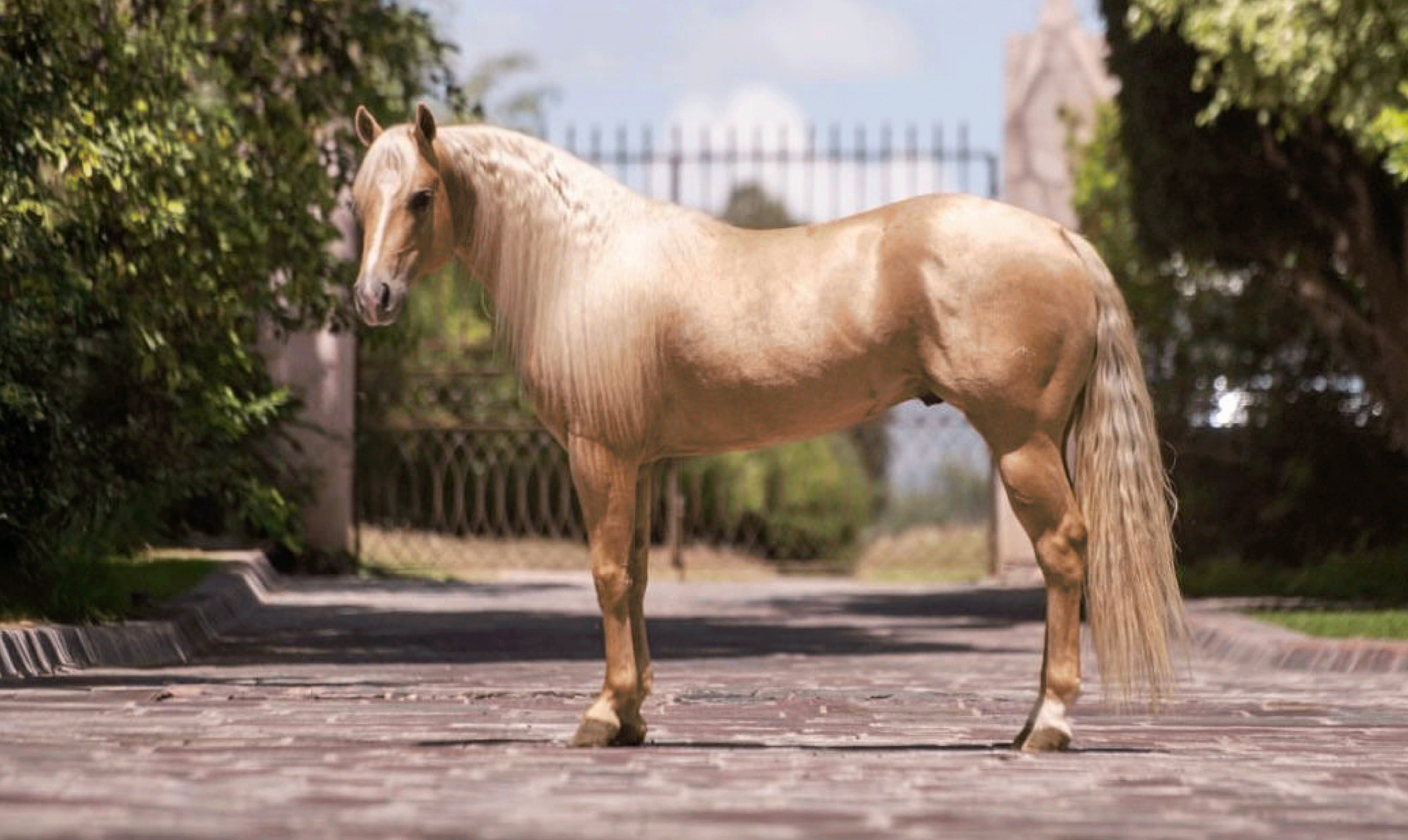 SHINERS WIZARD (KING)