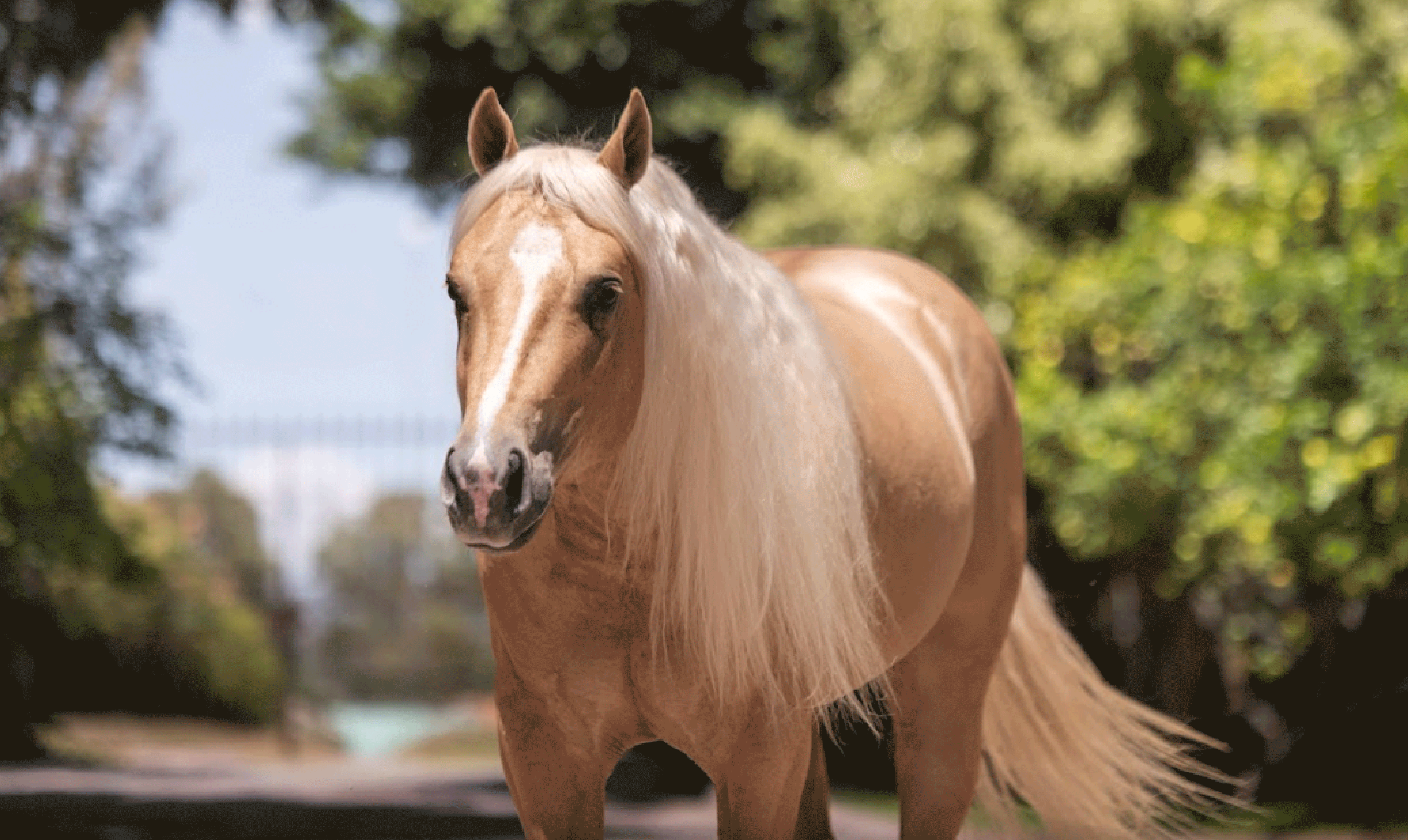 SHINERS WIZARD (KING)